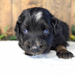 Orange collar - Black tri-color male Australian Shepherd puppy in Coulee City, Washington from Mr and Mrs Doodle Farm