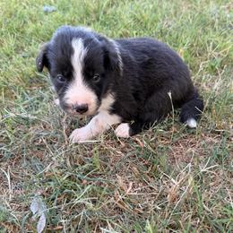 Rose - Black and white female Border Collie puppy in Granbury, Texas from Rocking H Border Collies
