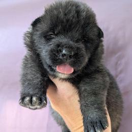 Saki's Girl - Black female Akita puppy in South Carolina from Sierra Mountain Akitas