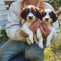 "Boys" English Springer Spaniel Puppies from Jackpine Forest Springers