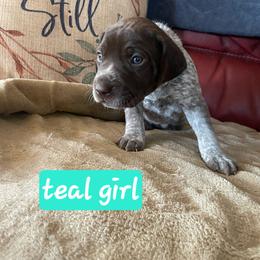 Teal - Liver roan female German Shorthaired Pointer puppy in Dahlonega, Georgia from Pointer Mountain Bird Dogs