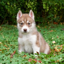 Pumpkin - Red and white female Siberian Husky puppy in Knoxville, Tennessee from The Siberian Empire