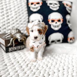 Agnes - Red female Bernedoodle puppy in Springville, Utah from Happy Doodle