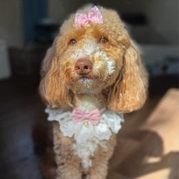 Dolly - Goldendoodle