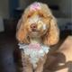 Dolly