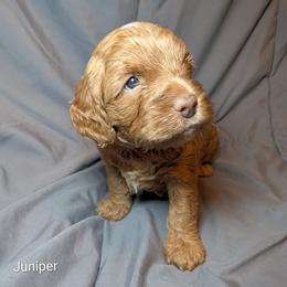 Juniper - Buff male Cockapoo puppy in Sunset, Louisiana from Cano Cockapoos