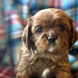 Aussiedoodles, Cavalier King Charles Spaniels, Cavapoos, and Goldendoodles from Harvest Creek