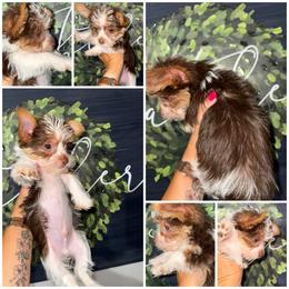 Rolo - Tan male Yorkshire Terrier puppy in Cleveland, Tennessee from Moody’s Morkies and More