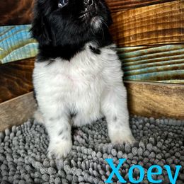 Xoey - White and black Newfoundland puppy in Tully, New York from Bear Paw Newfoundlands