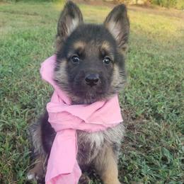Girl pink - Black and red female German Shepherd puppy in Mccool Junction, Nebraska from Sininger Lagoon
