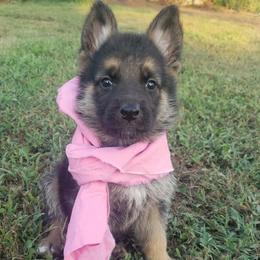 Girl pink - Black and red female German Shepherd puppy in Mccool Junction, Nebraska from Sininger Lagoon