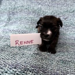 Renne - Gold sable female Havana Silk Dog puppy in Marlboro, Vermont from Maplewood Silks