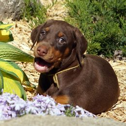 Doberman Pinscher Puppies from Laurel Vail