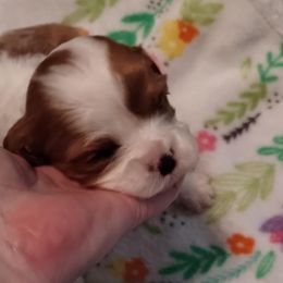 Finneas - Blenheim male Cavalier King Charles Spaniel puppy in Spring Hill, Florida from Wonderland Cavaliers