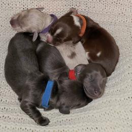 Dachshunds from Ruff Patch Doxie Den