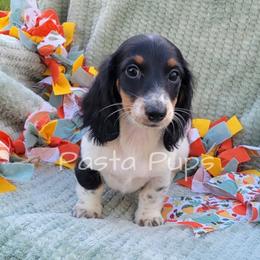 AKC Sprite - Black and tan female Dachshund puppy in Texarkana, Arkansas from Pasta Pups Miniature Dachshunds