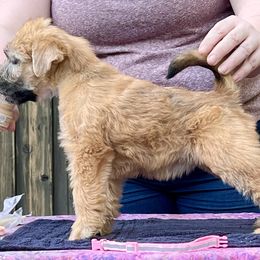 Soft Coated Wheaten Terrier Puppies from Karli Mueller