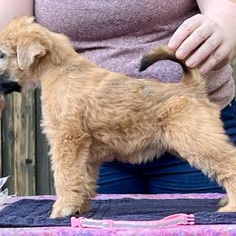 Soft Coated Wheaten Terrier Puppies from Karli Mueller