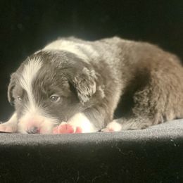 Blue Girl - White and blue female Border Collie puppy in Powell Butte, Oregon from Cascades Border Collies
