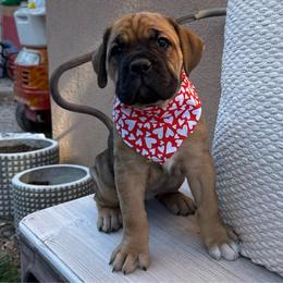 Ripley (Ginger) - Red female Cane Corso puppy in Utah from 3Lake Kennelz