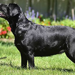 Labrador Retrievers from Chrismill Labradors