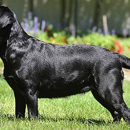 Labrador Retrievers from Chrismill Labradors