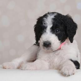 Hera - Black and white female Bernedoodle puppy in Guthrie, Oklahoma from Edmond Doodles, LLC