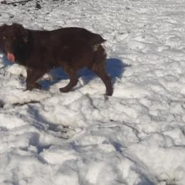 Miniature Australian Shepherd and Toy Australian Shepherd All Grown Up from Tagalong Lane Australian shepherds