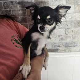 Tinker Bell - Chihuahua