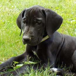 Great Dane Puppies from Danes of Dundee