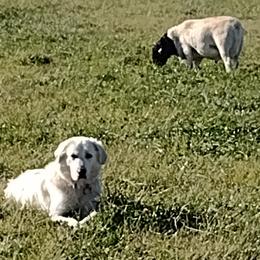Maremma Sheepdog All Grown Up from The Ewe Crew Homestead
