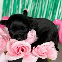 Eclipse - Black female Yorkipoo puppy in Clifton, New Jersey from Kdash_yorkies