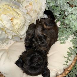 Snickers (Black collar) - Black and tan male Shih Tzu puppy in Sherman, Texas from Shannon’s Sugar Sweet Shih Tzu’s