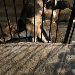 Labrador Retriever and Pembroke Welsh Corgi Puppies from Lazy Duck Labradors/ Pembroke Welsh Corgi