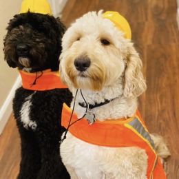 Goldendoodle and Poodle All Grown Up from Colorful Creations Doodles and Poodles