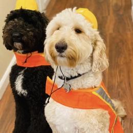 Goldendoodle and Poodle All Grown Up from Colorful Creations Doodles and Poodles