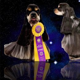 Cocker Spaniel All Grown Up from Galaxy Cockers