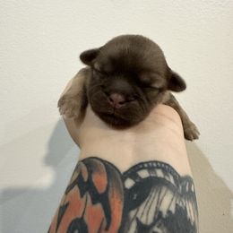 Patch - Chocolate male Shih Tzu puppy in Rockmart, Georgia from Sonya Garrett