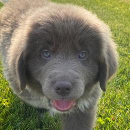 Assorted Doodle Crosses, Newfoundlands, and Poodles from Great Pawsabilities Kennels