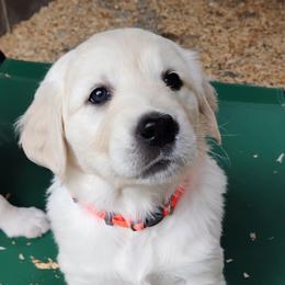 Orange collar girl - Light golden female Golden Retriever puppy in Rochester, Washington from Grand Mound Goldens