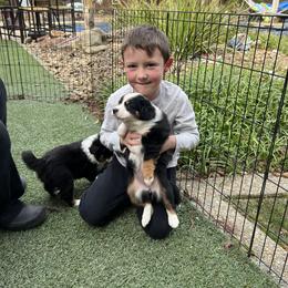 Miniature Australian Shepherd Puppies from Amberwood DD Aussies