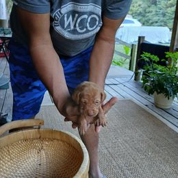 Boy 1 - Golden rust male Vizsla puppy in El Dorado, Arkansas from Vizslas Cool Creek Kennels