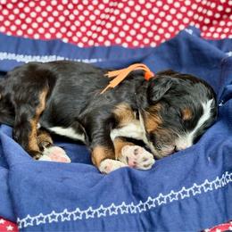 Orange - Tri-color male Bernedoodle puppy in Hesperia, Michigan from Red Acres Poodles & Doodles