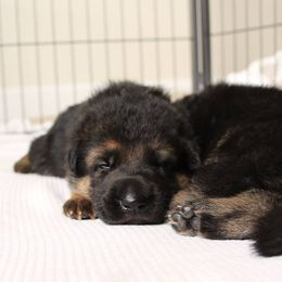 German Shepherd Puppies from Neuanfang German Shepherd Dogs