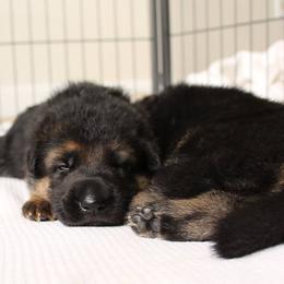 German Shepherd Puppies from Neuanfang German Shepherd Dogs
