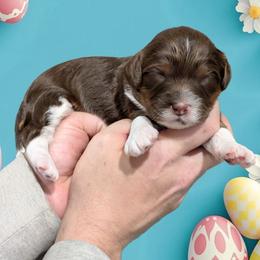 Moe - Tri-color male Cavapoo puppy in Coshocton, Ohio from Forever Family Puppies
