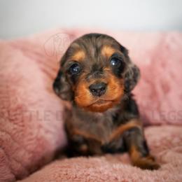 Bisbee - Dapple female Dachshund puppy in Temecula, California from Naomi Magee's Dachshund Kennel