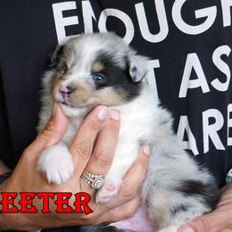 Skeeter - Boy - Blue merle male Toy Shetland Sheepdog puppy in Frazeysburg, Ohio from Mountain High Kennels
