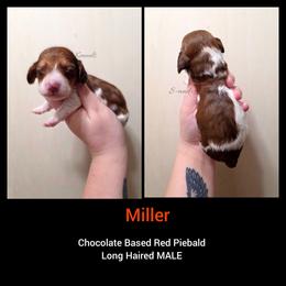 Miller - Piebald male Dachshund puppy in Quitman, Mississippi from S-and-A Kennels