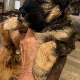 Willow - Salt and pepper female Miniature Schnauzer puppy in Port Orchard, Washington from Silver Bells Miniature Schnauzers